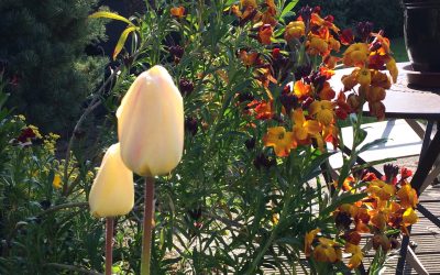 Ostern 2017 bei uns im Garten